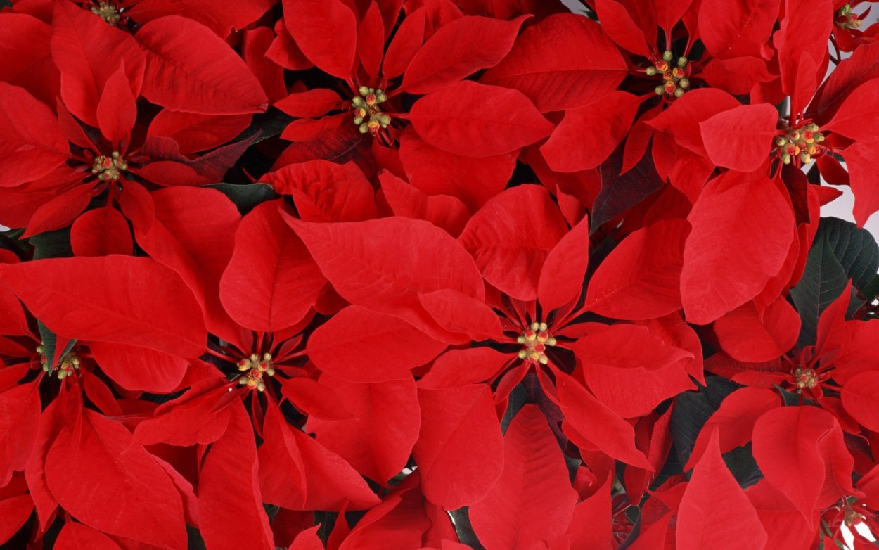 Ярко красные цветы