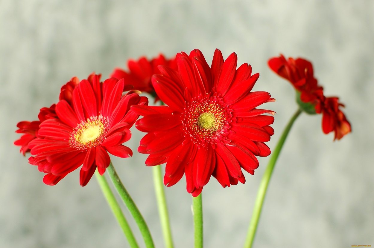 Гербера Рэд Эксплоушен