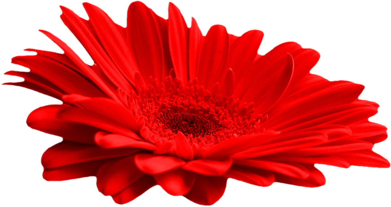 Красные цветы на прозрачном фоне