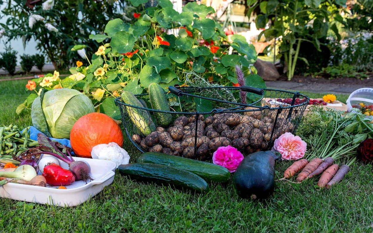 Уборка урожая на даче