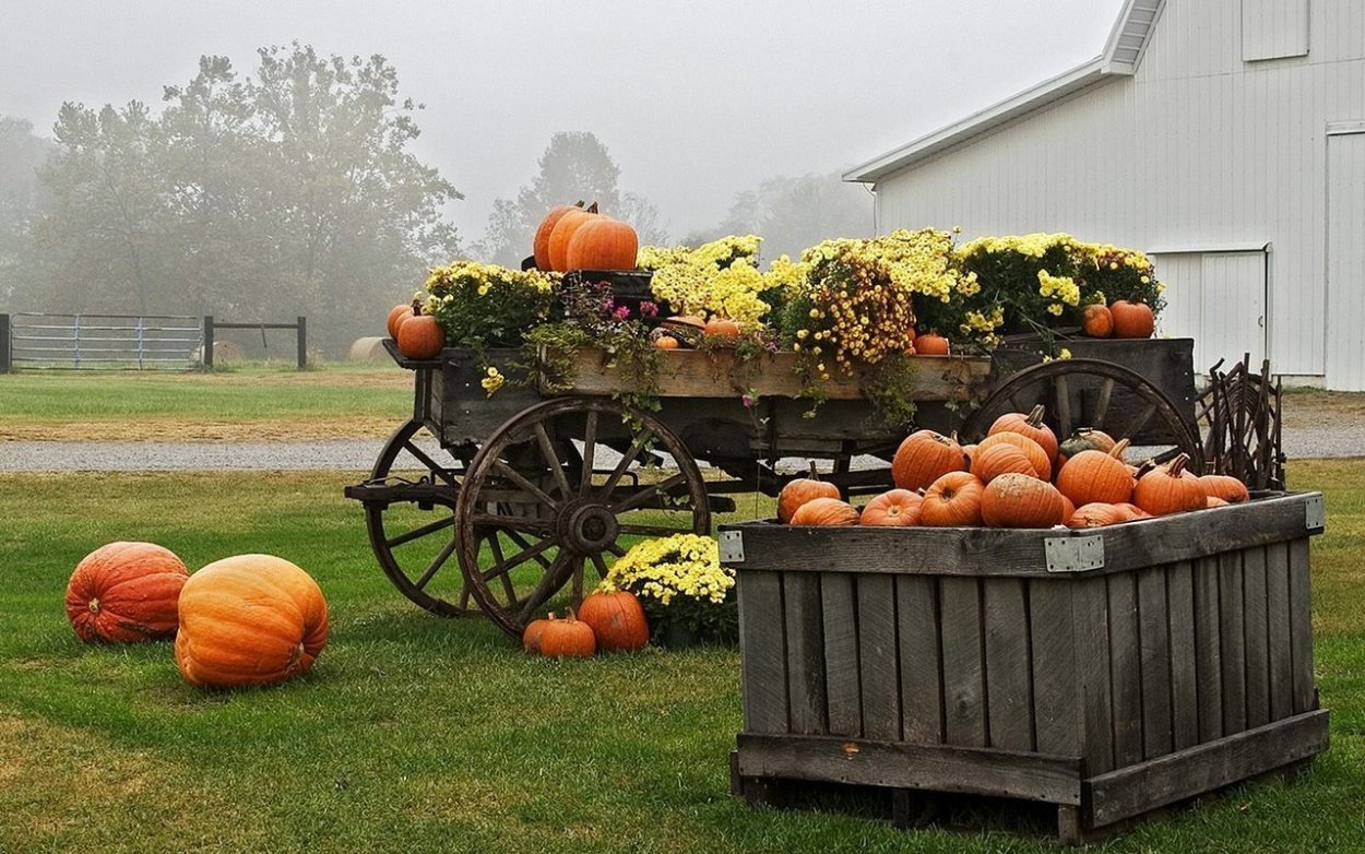 Тыквенная ферма Тула