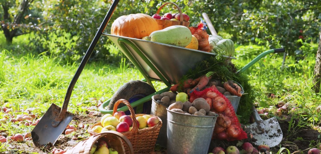 Овощи на огороде