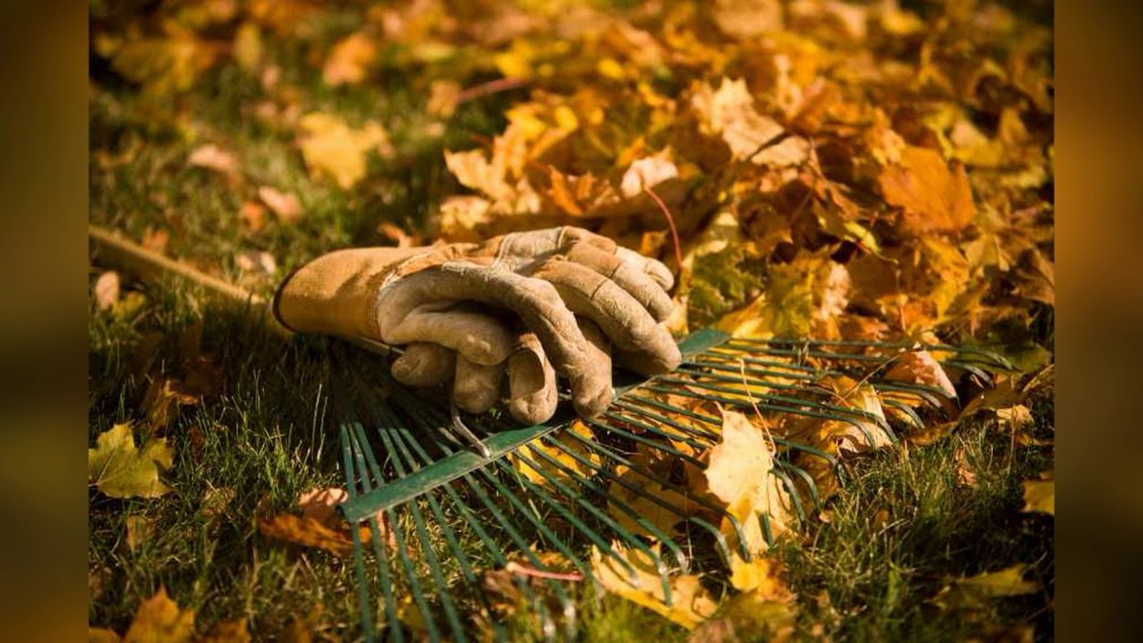 Осень огород