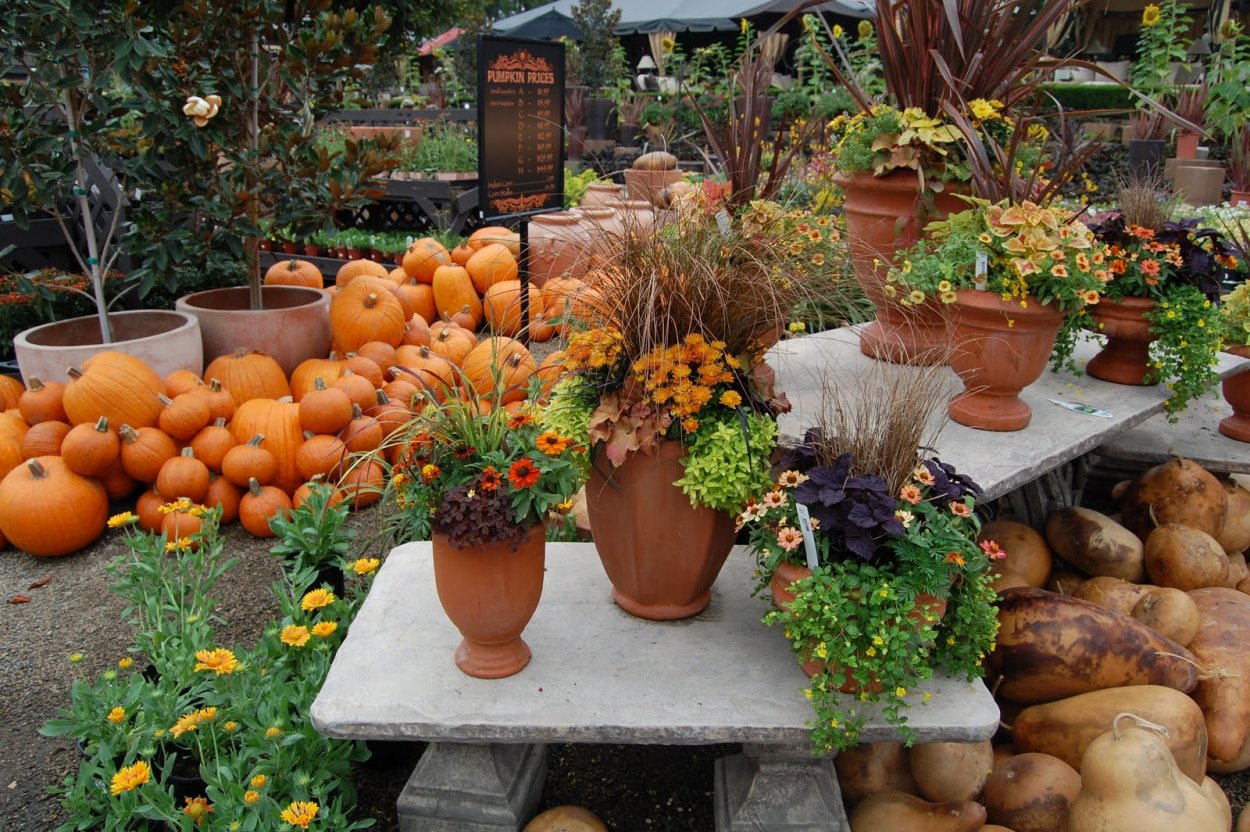 Сад и огород осенью