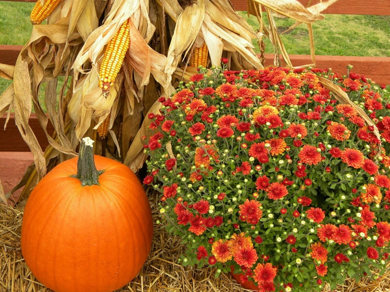 Осенние цветы в огороде