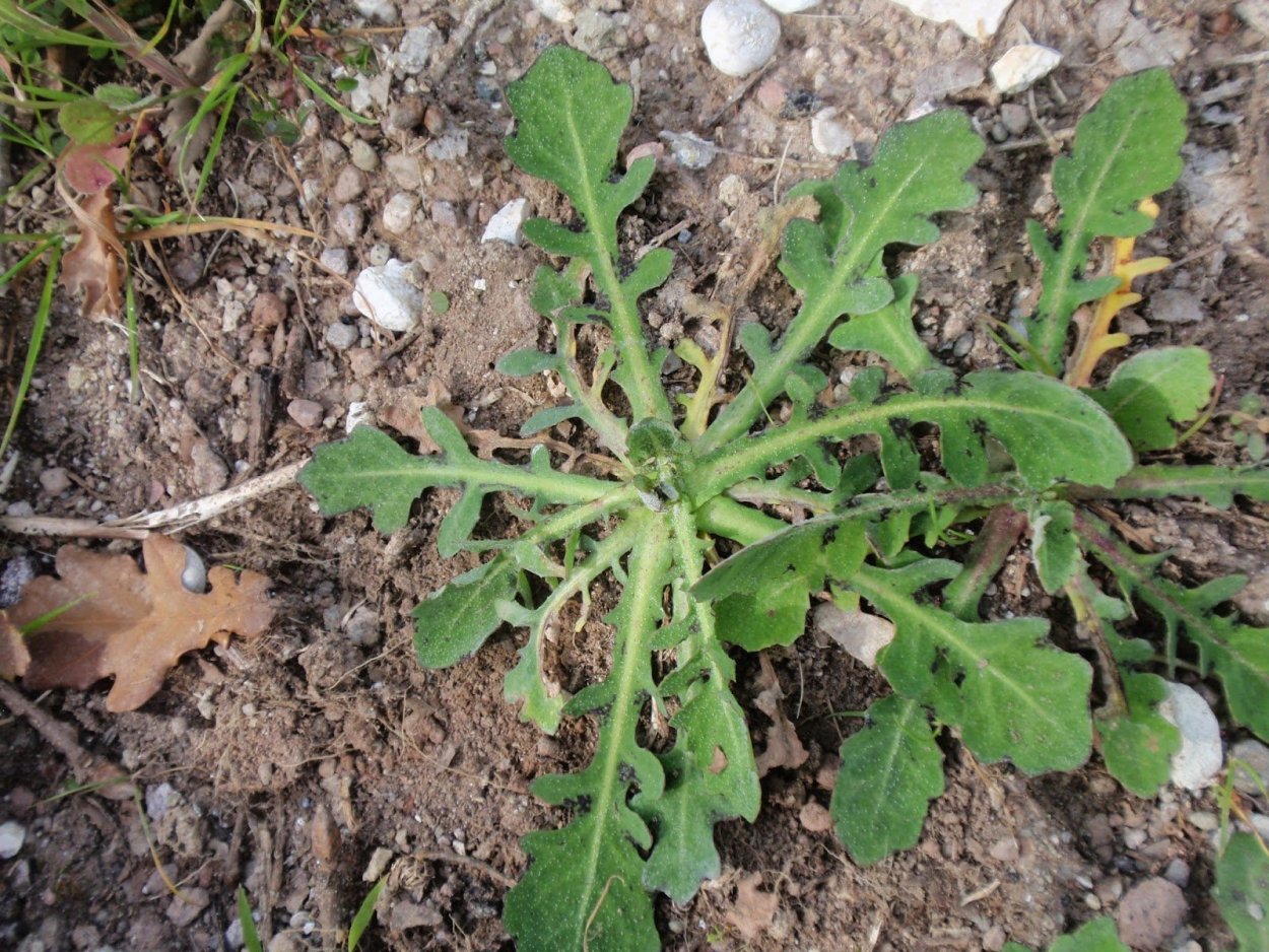 Молочай осот огородный