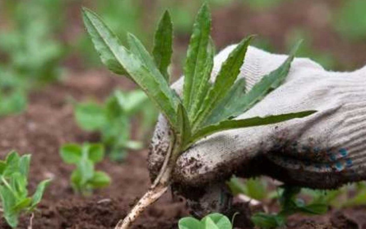 Сорняк бурьян