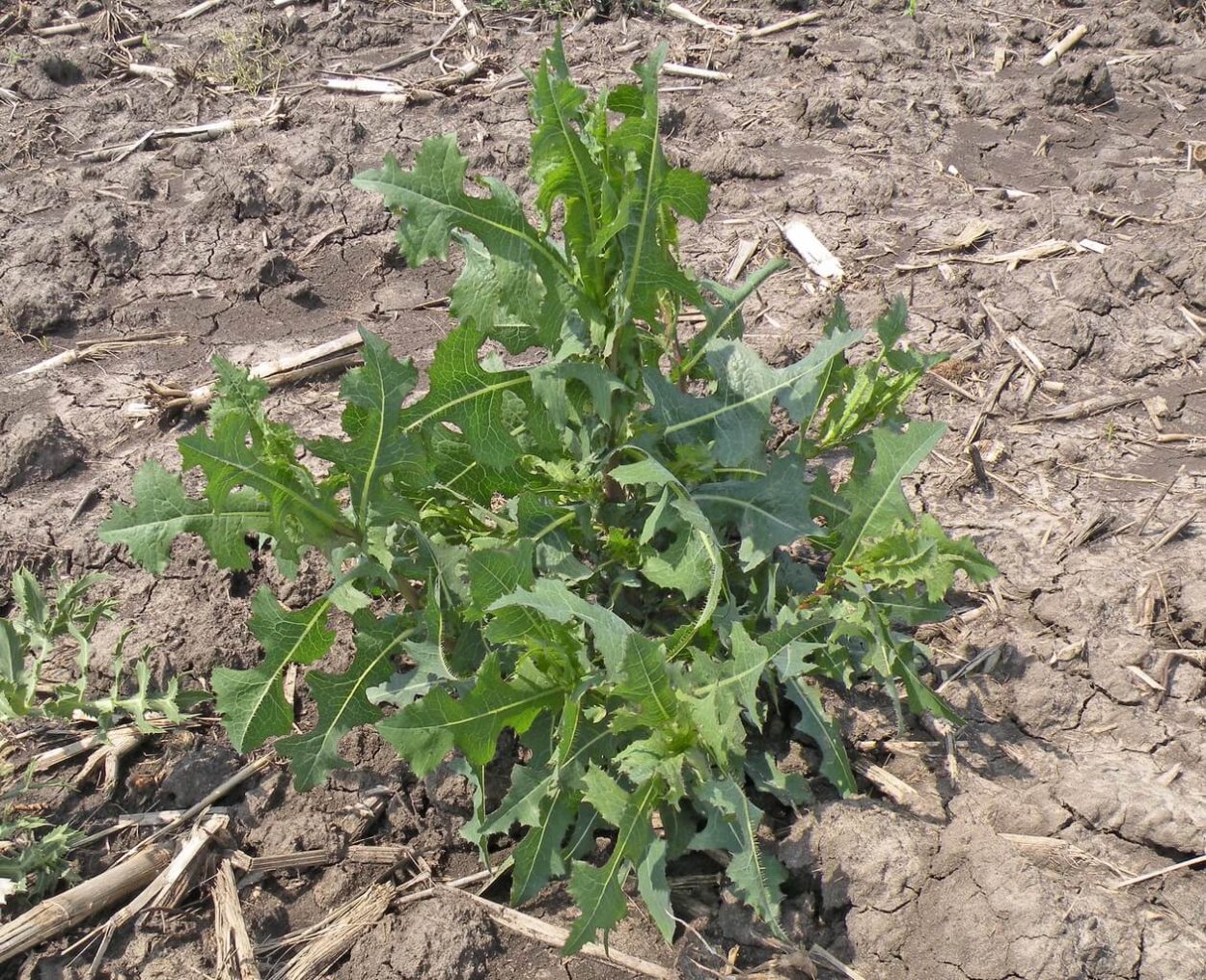 Латук дикий (Lactuca virosa)