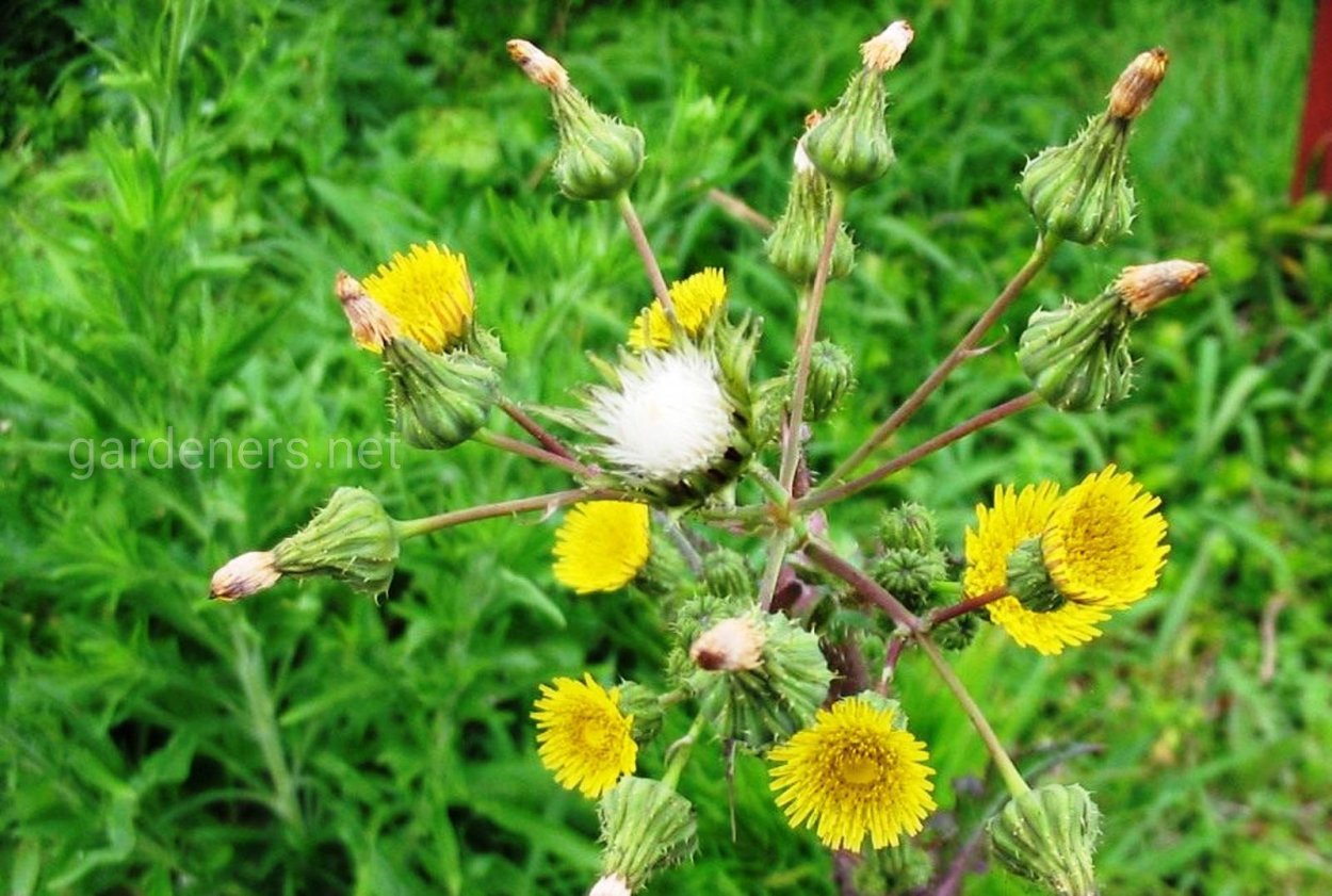 Съедобные луговые растения