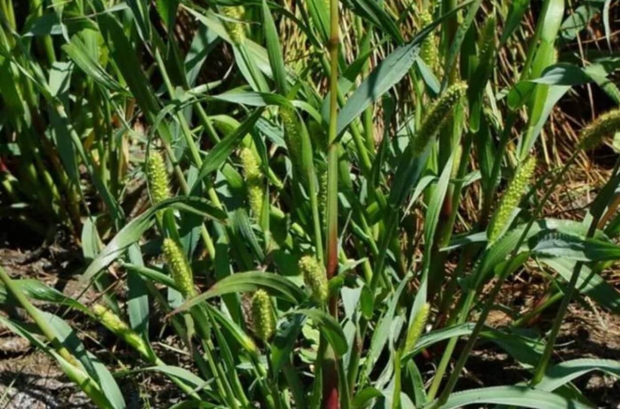 Щетинник сорняк