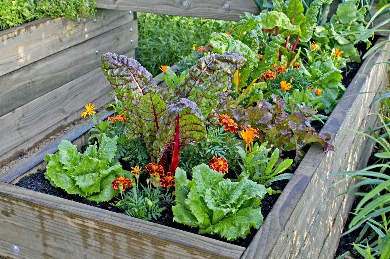 Овощи на грядке