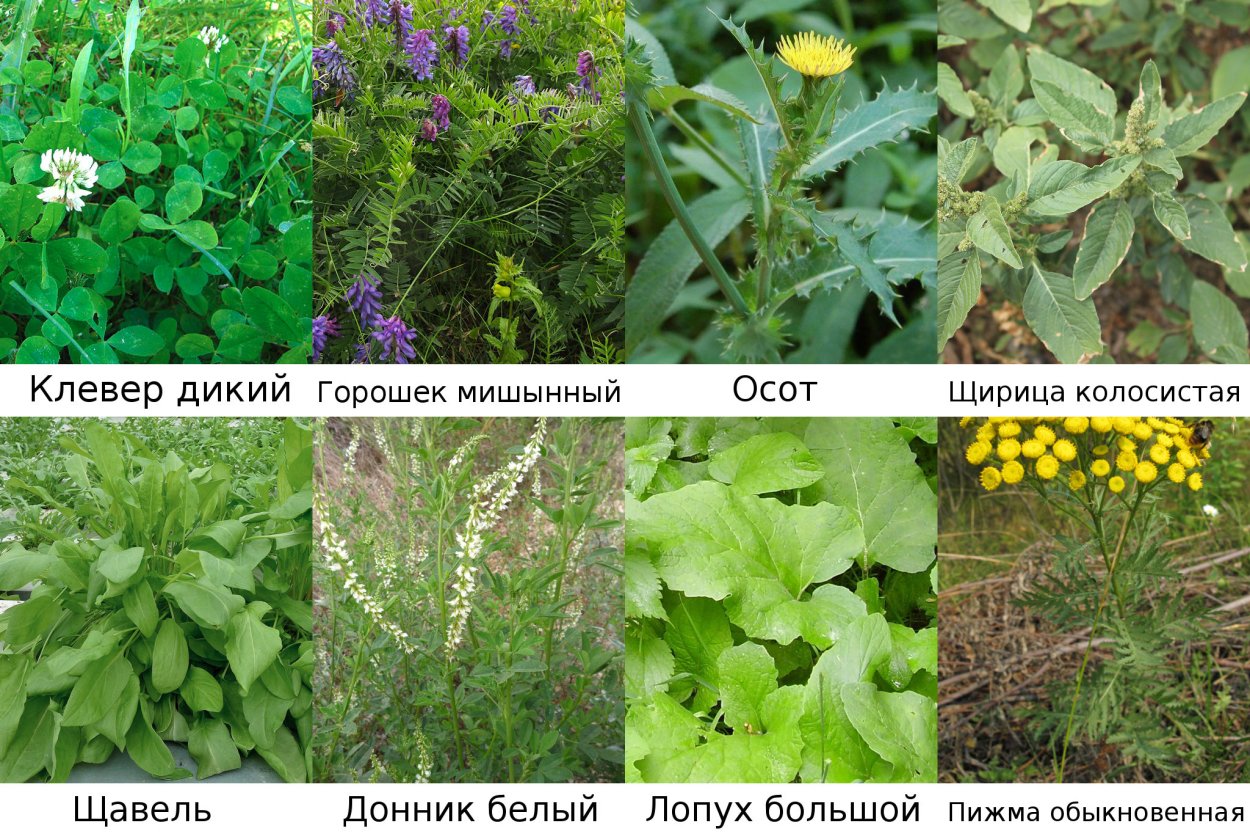 Полезные растения для кроликов