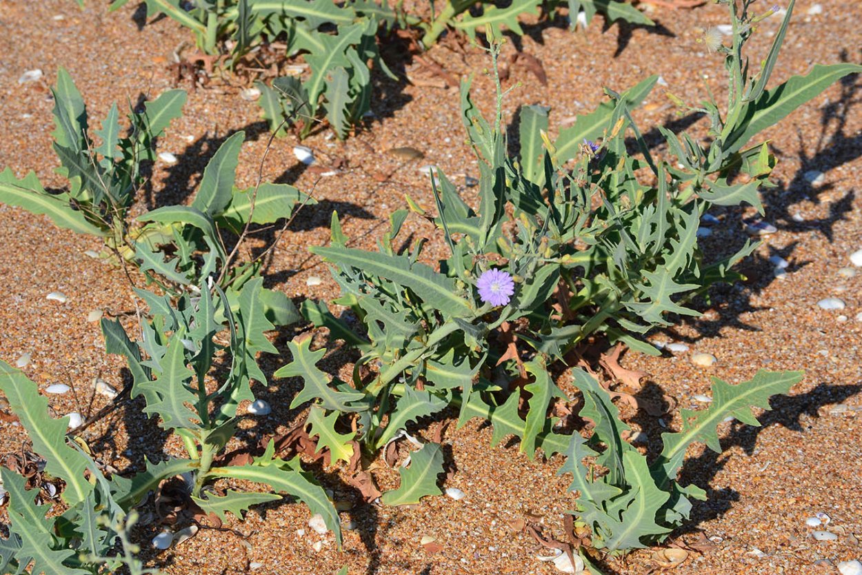 Латук (молокан) татарский