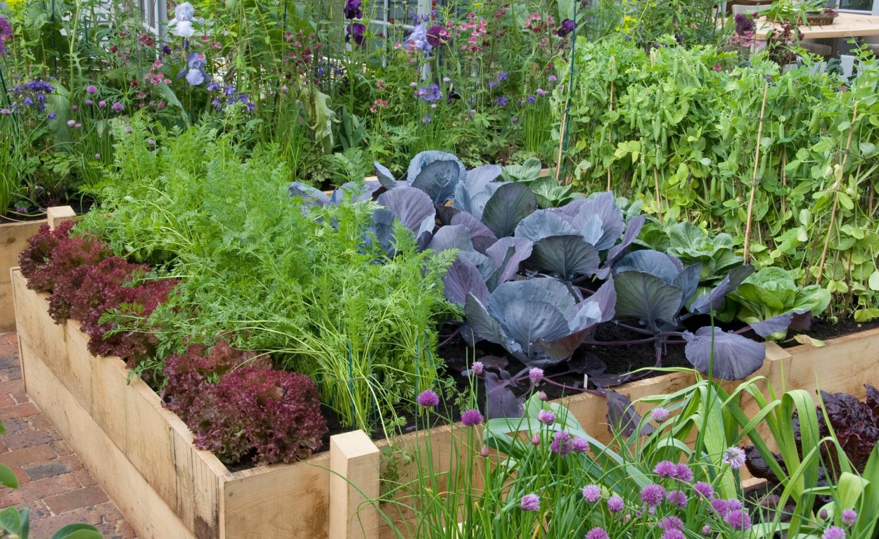 Капуста Пермакультура