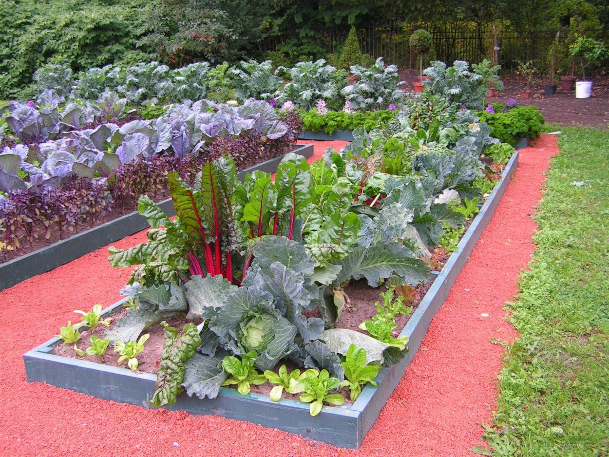 Мангольд декоративный