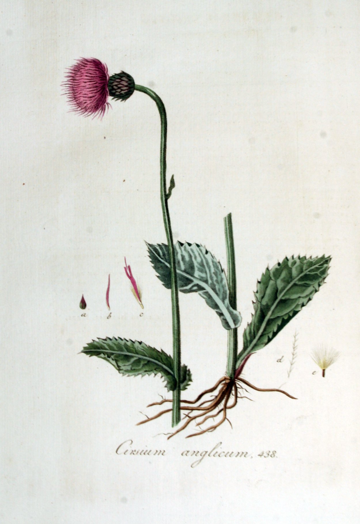 Осот Ботанический рисунок