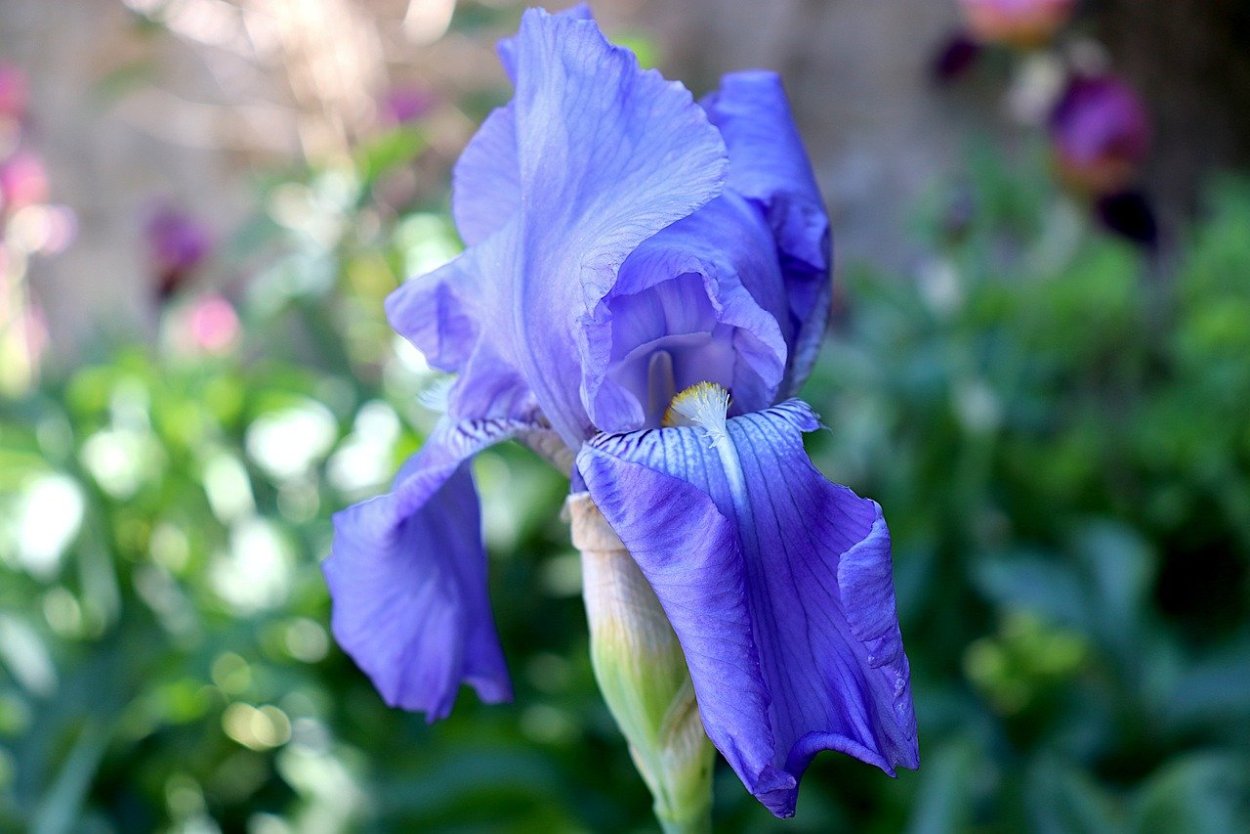 Ирисы акварелью Мари Берк