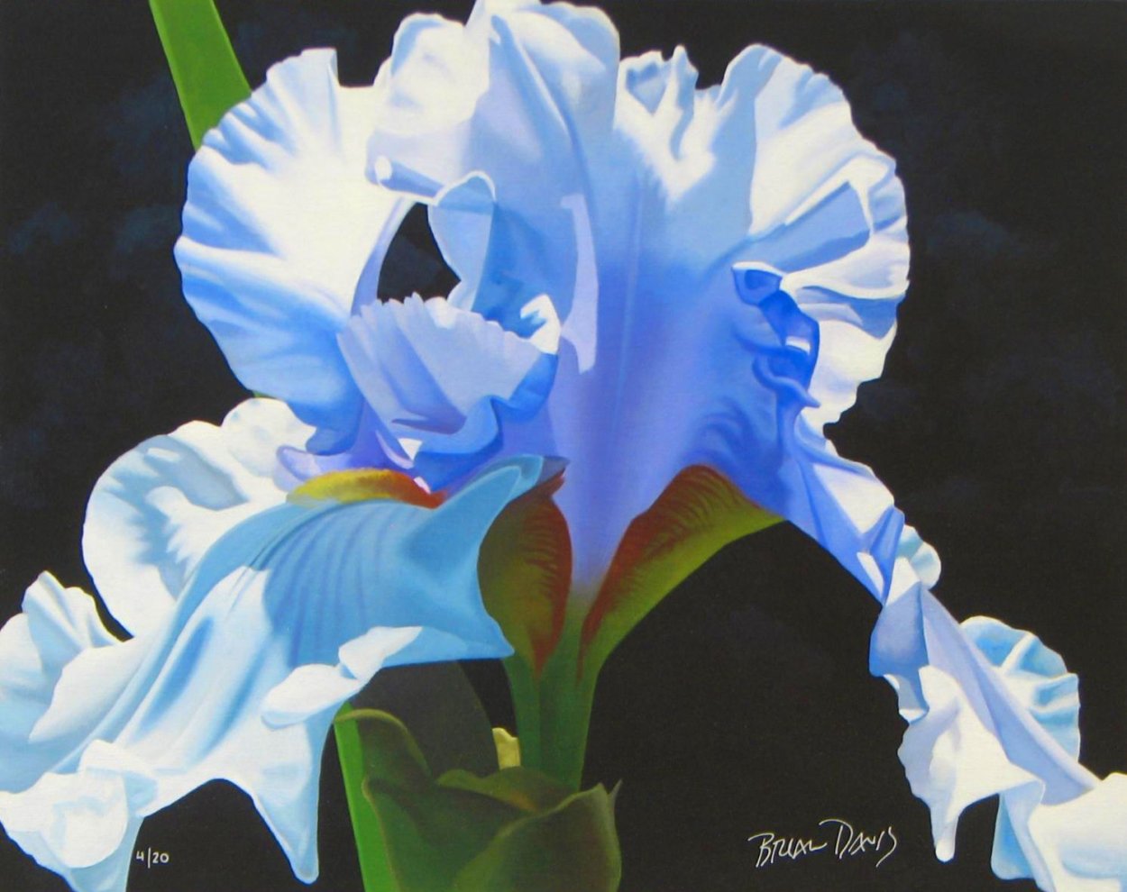 Ирисы акварелью