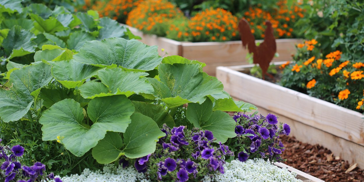 Овощные грядки с цветами
