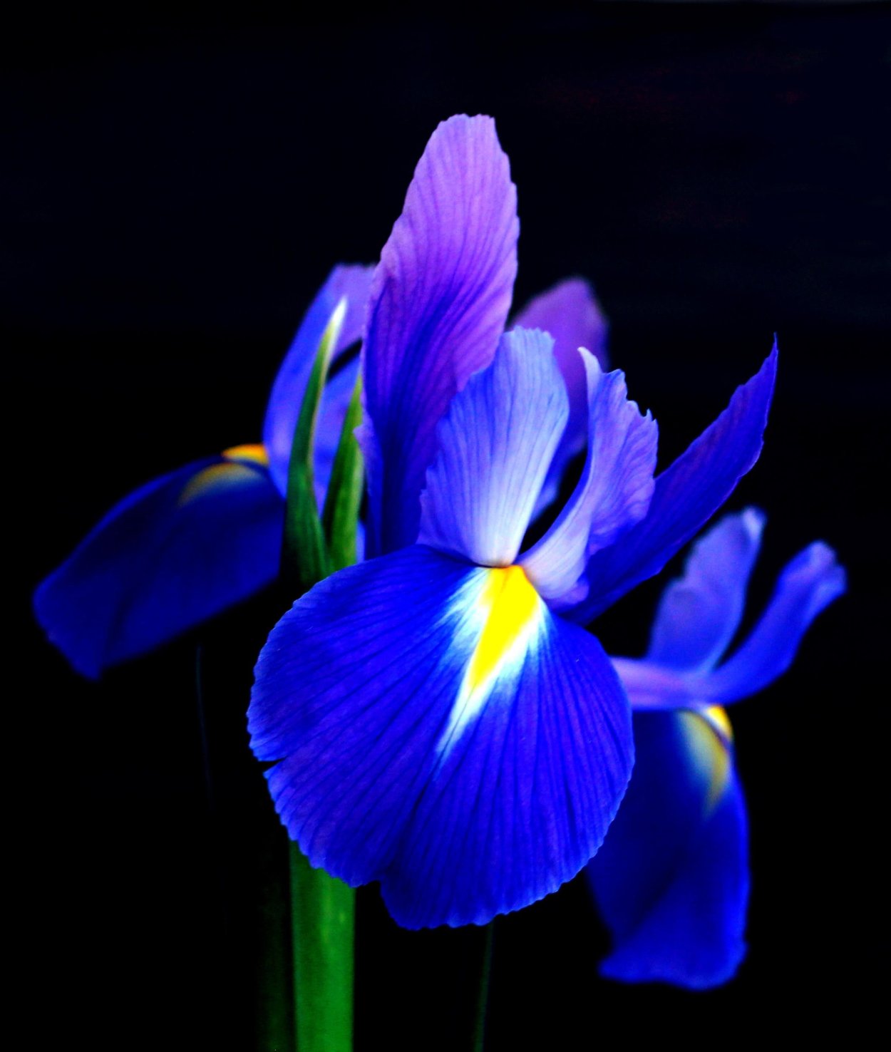 Синие ирисы