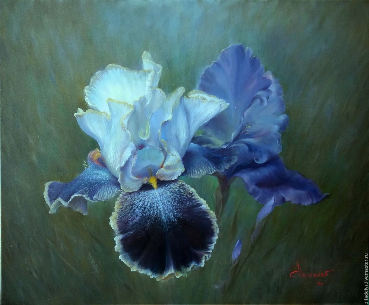 Ирис цветок