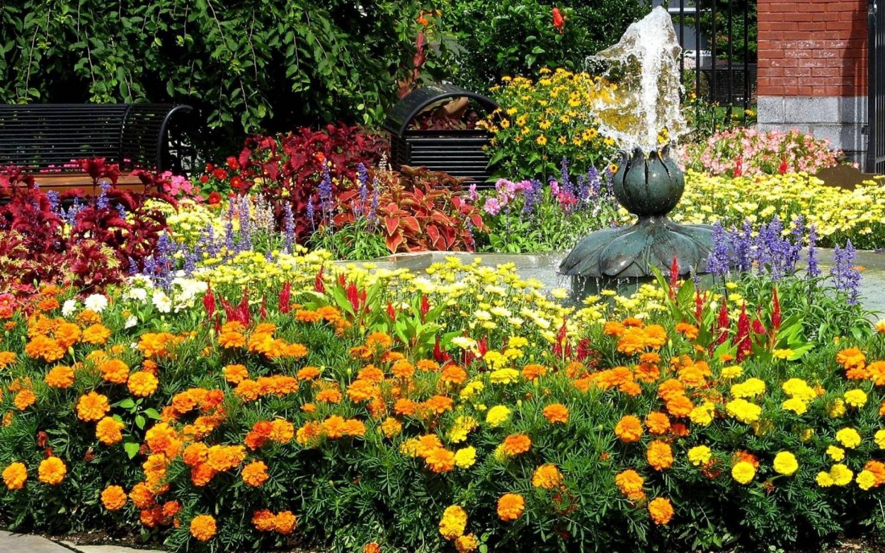 Клумба однолетников георгины бархатцы