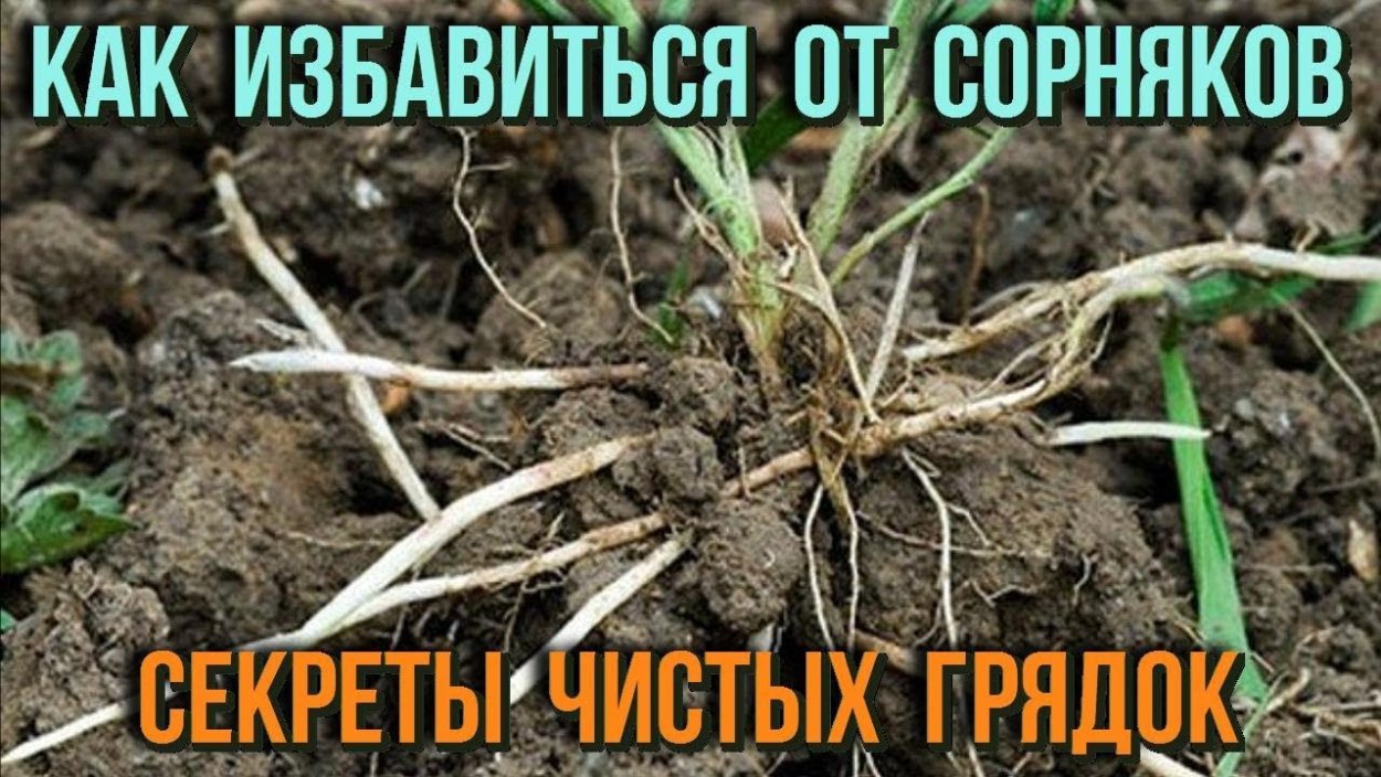 Огородный сорняк пырей