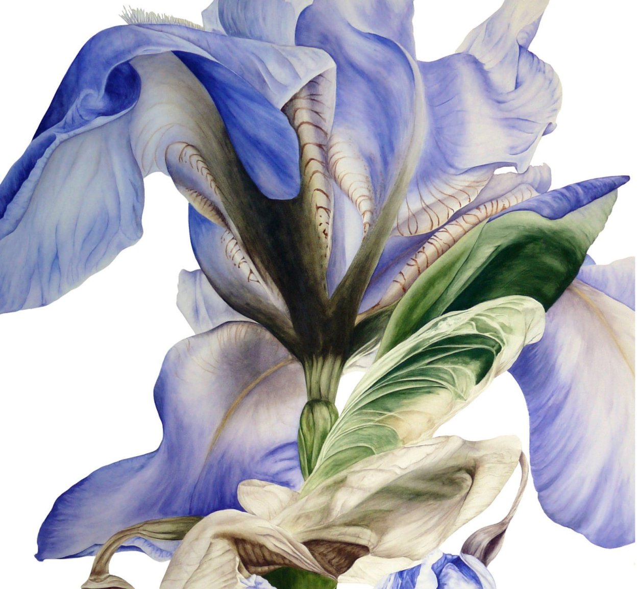 Ирис Мишшион Бэй