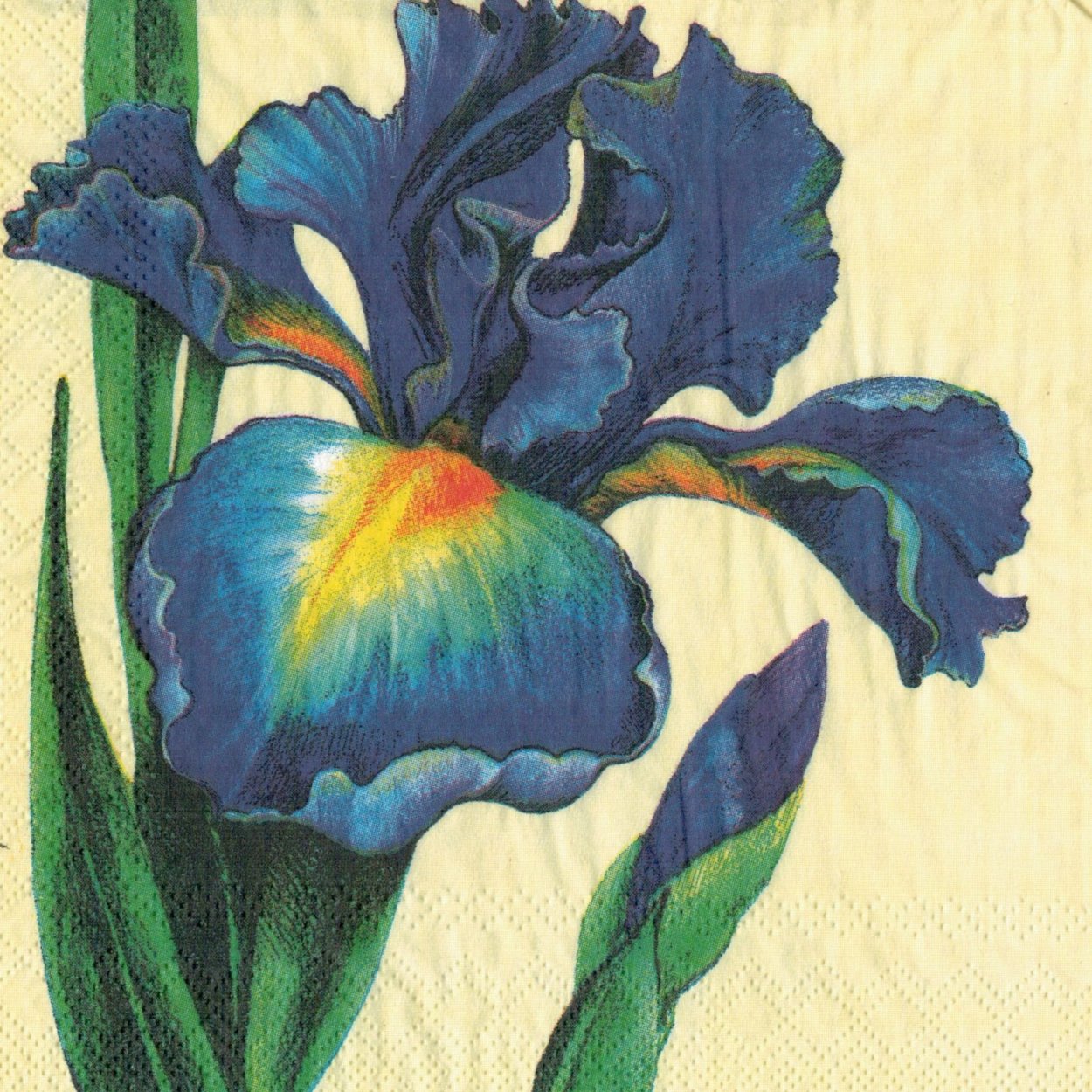 Ирис голубой Касатик