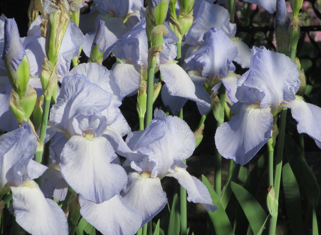 Ирисы акрилом