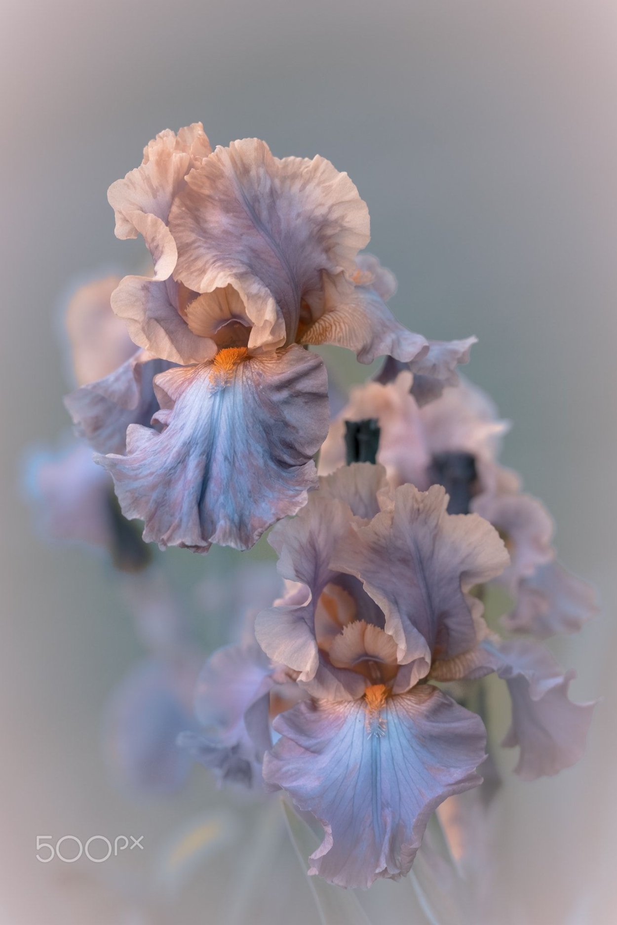 Ирисы на белом фоне акварелью