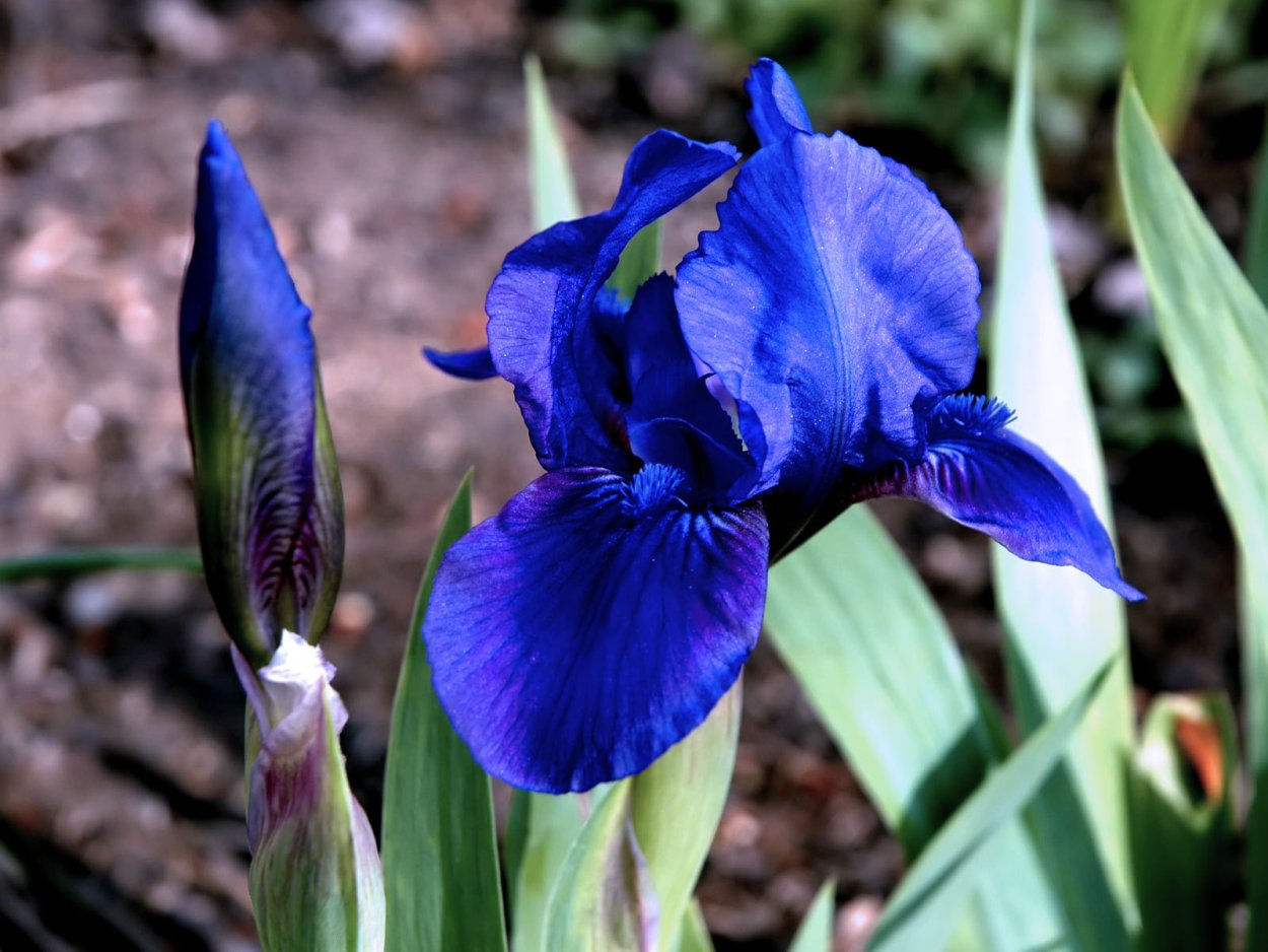 Художник Алина Осеева живопись по шелку
