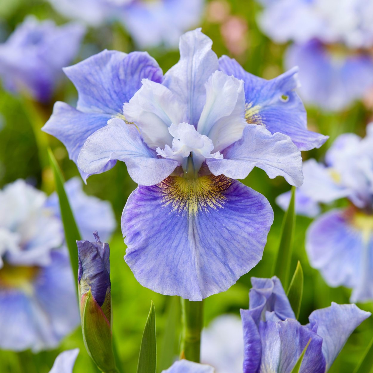 Ирис Блю Перл