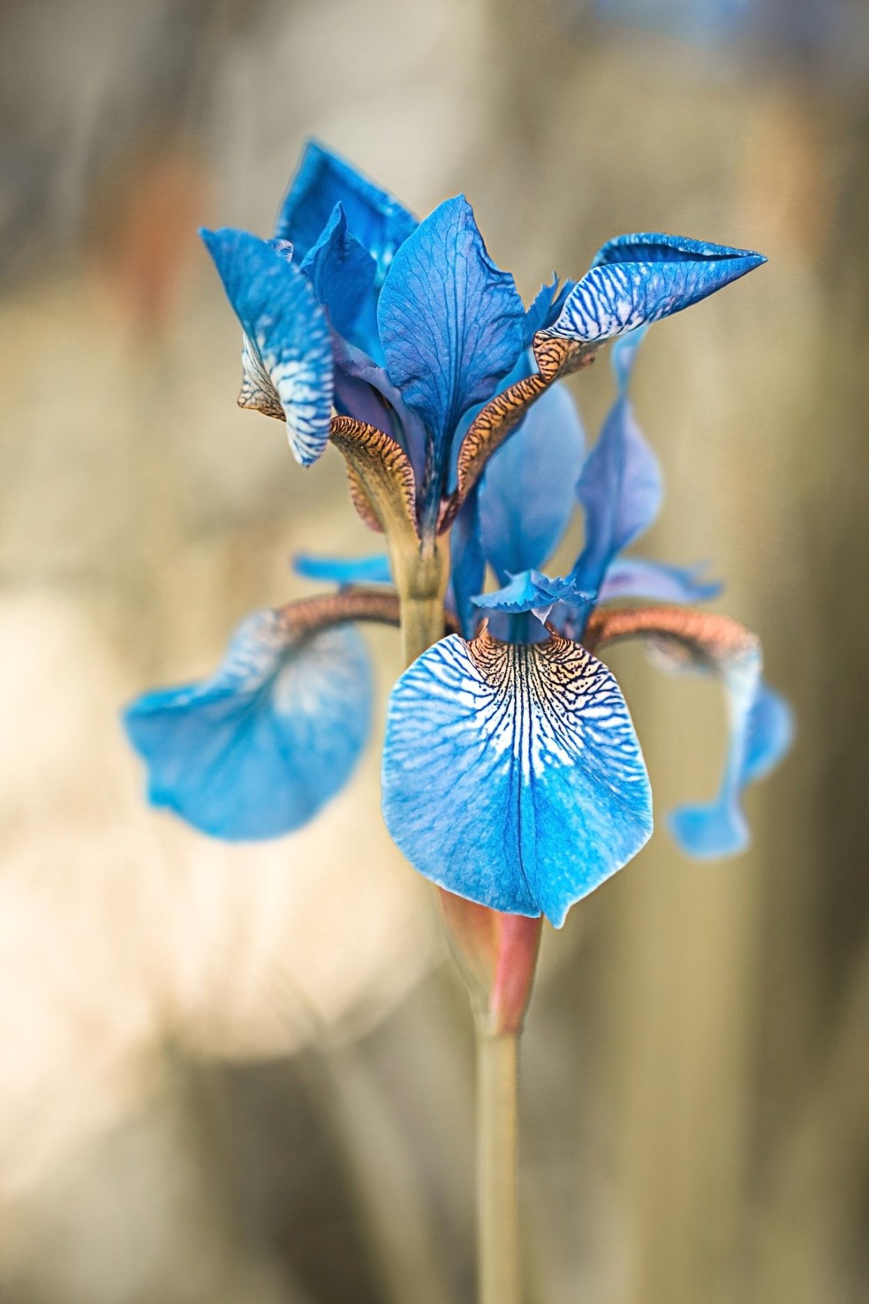 Ирис голубой лед