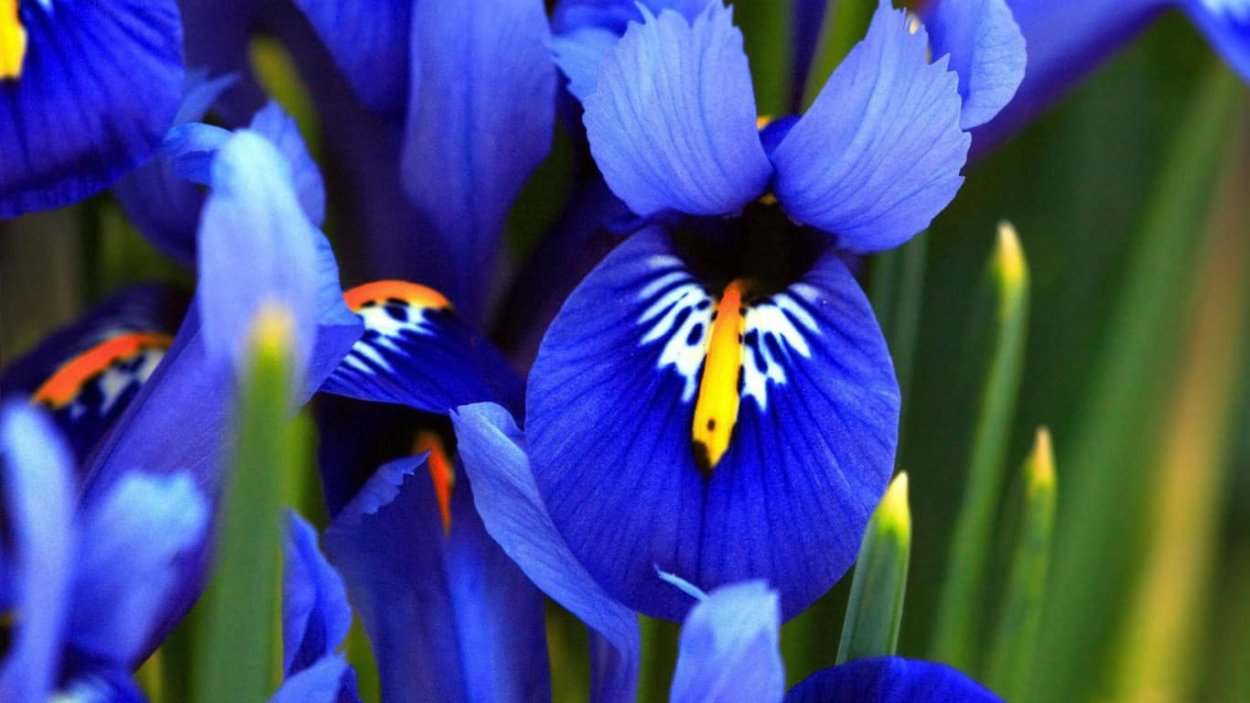 Ирис синий (9f27020-1382)