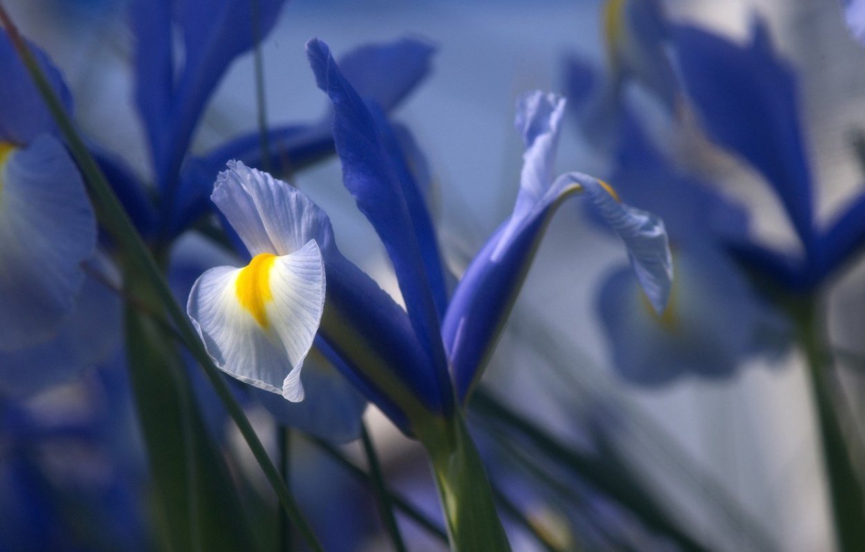 Ирис цветок