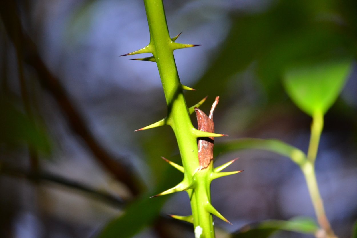 Стеблевые колючки