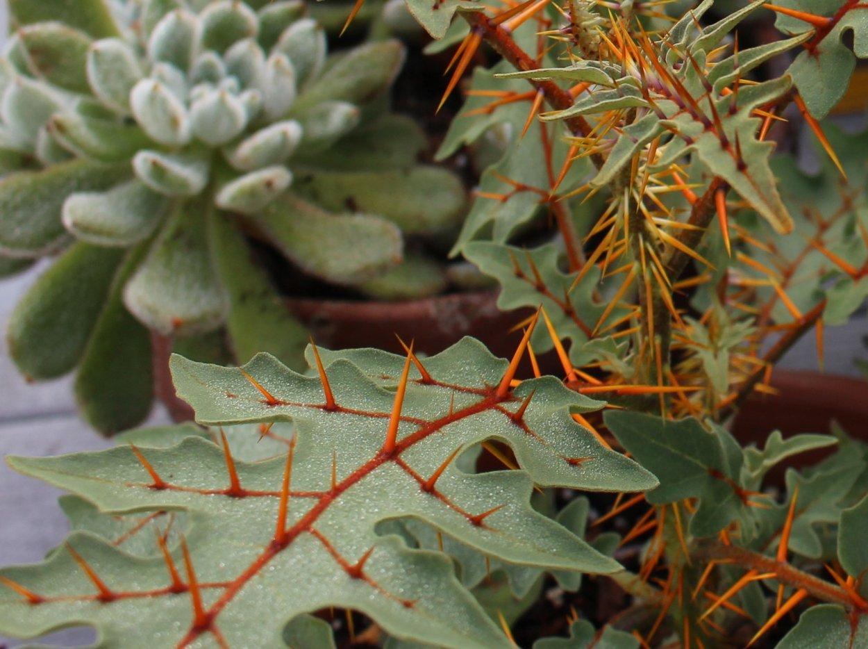 Ядовитый Поркупинский томат