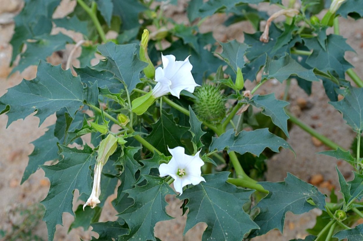 Дурман обыкновенный — Datura stramonium l.