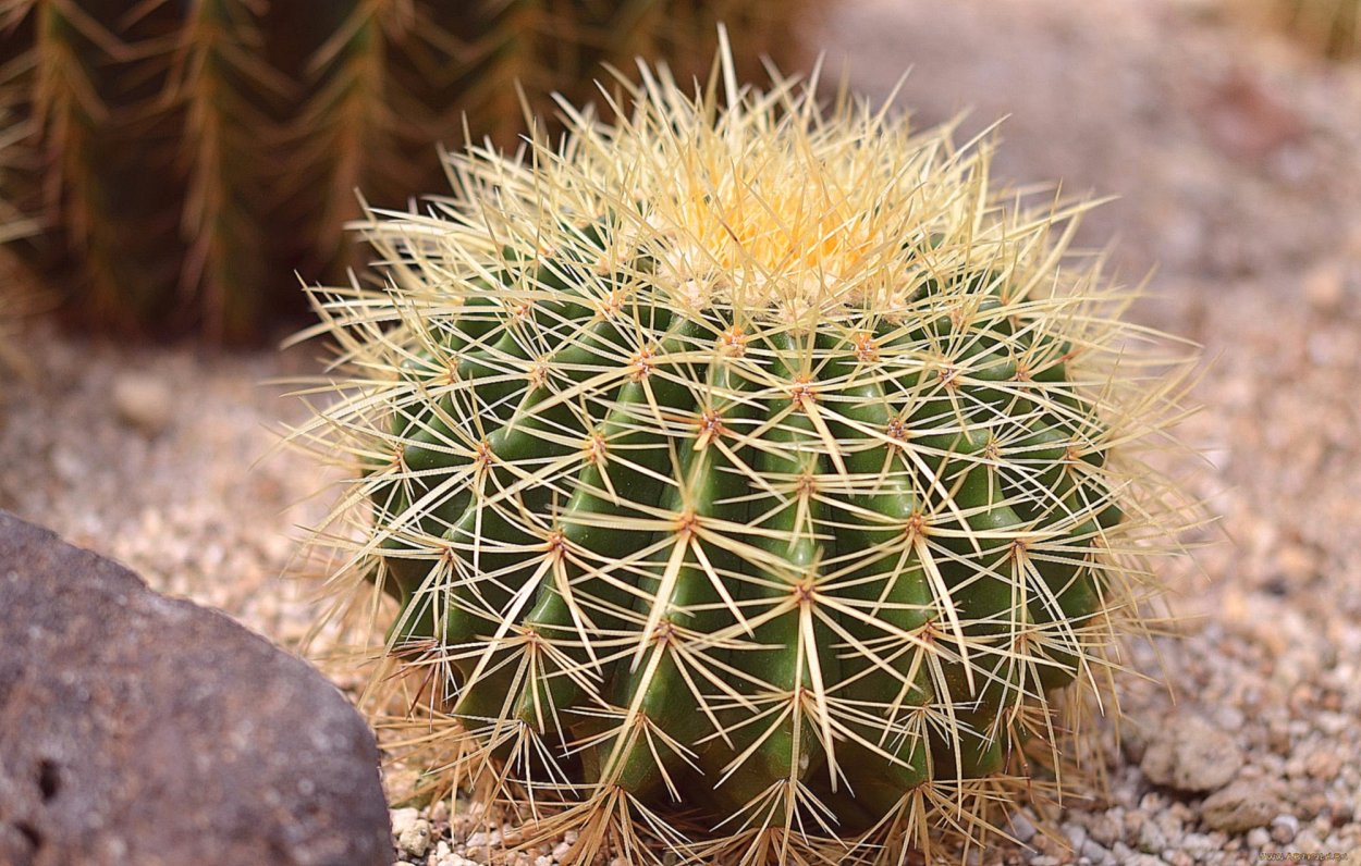 ГУРА Крепитанс или дерево-песочница