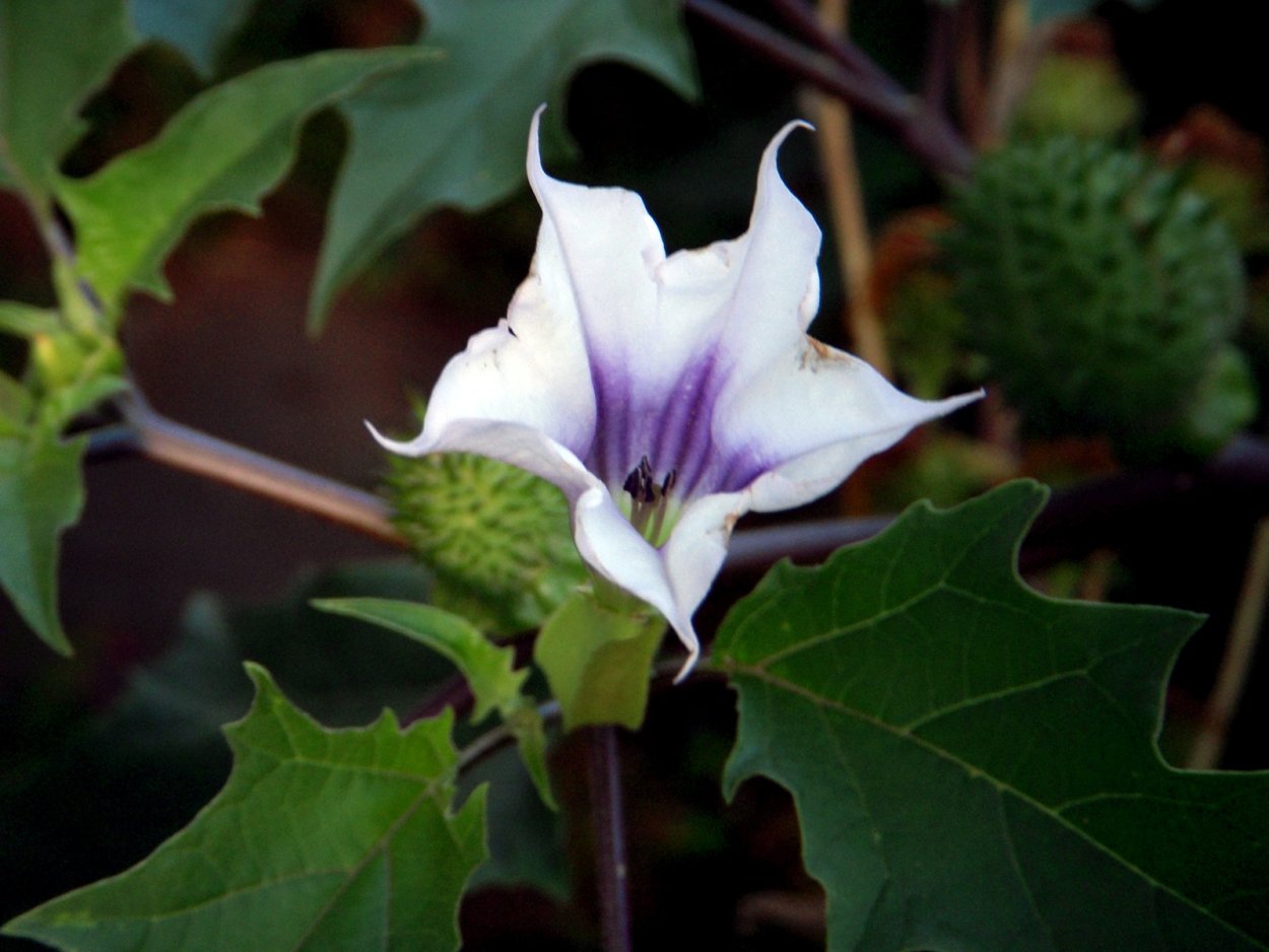 Трава дурман обыкновенный