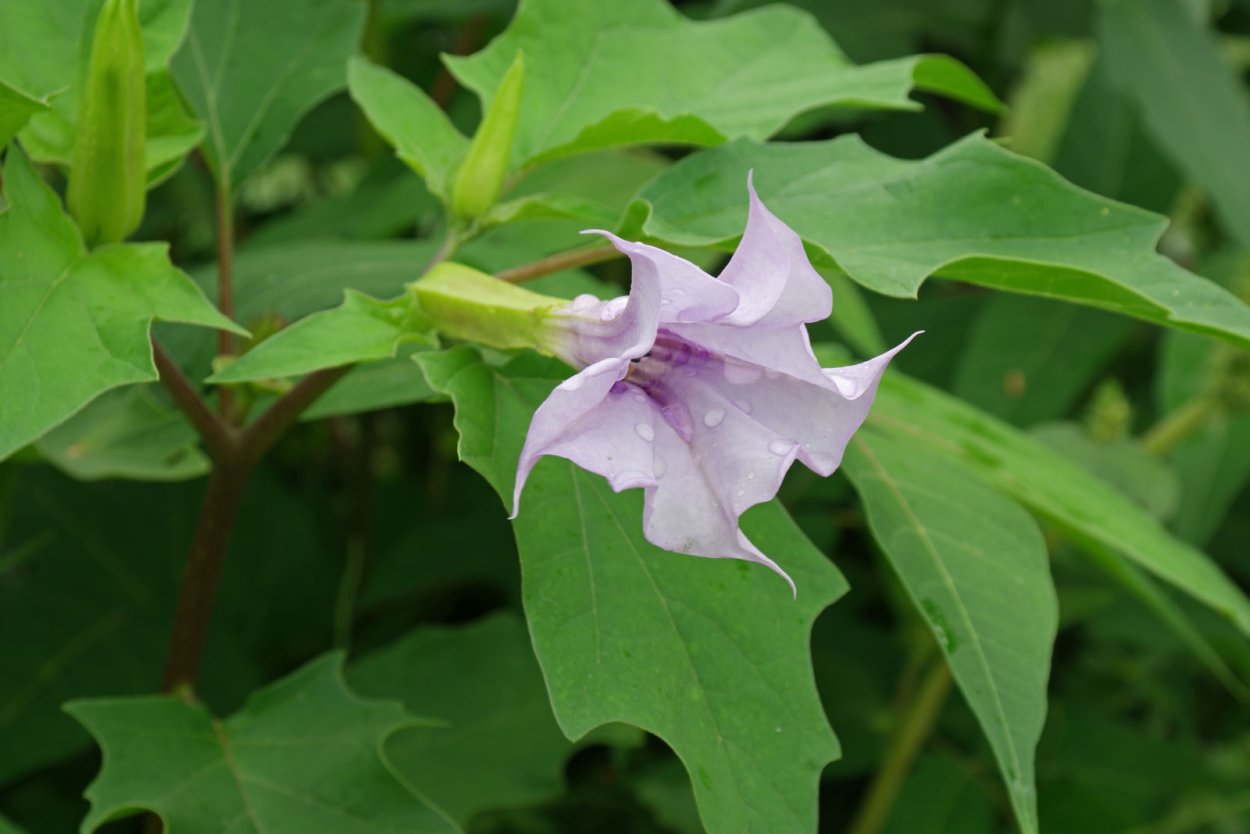 Дурман обыкновенный ядовитое растение