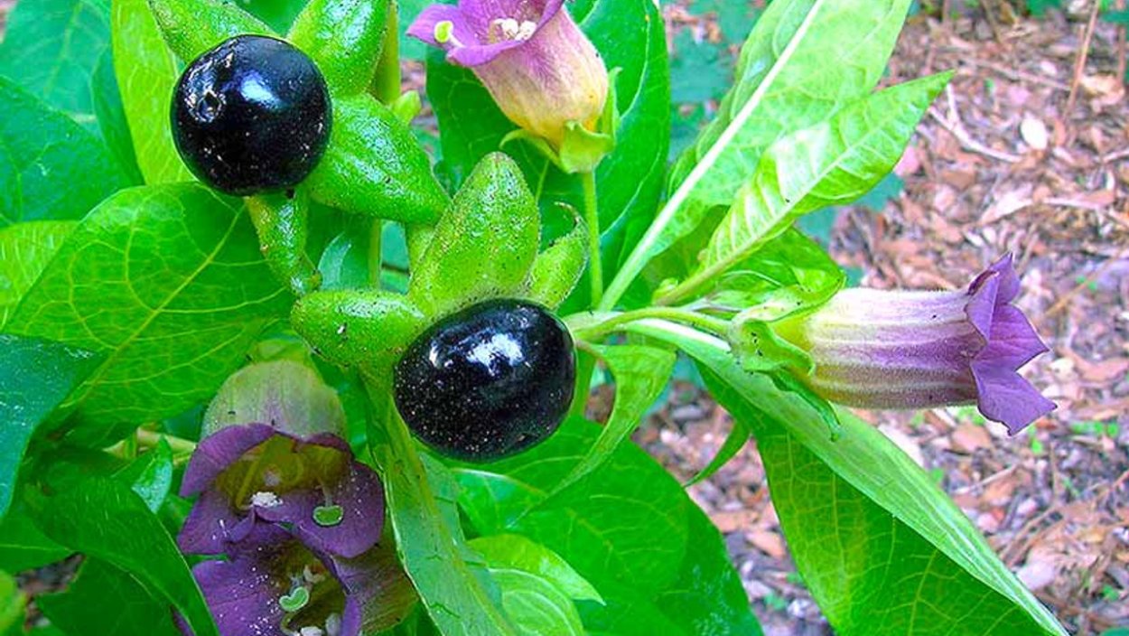 Дурман обыкновенный цветок