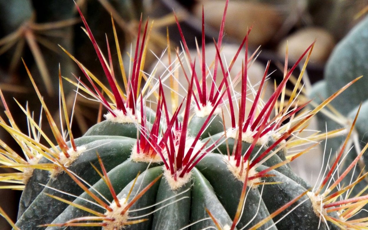 Опунция иглы