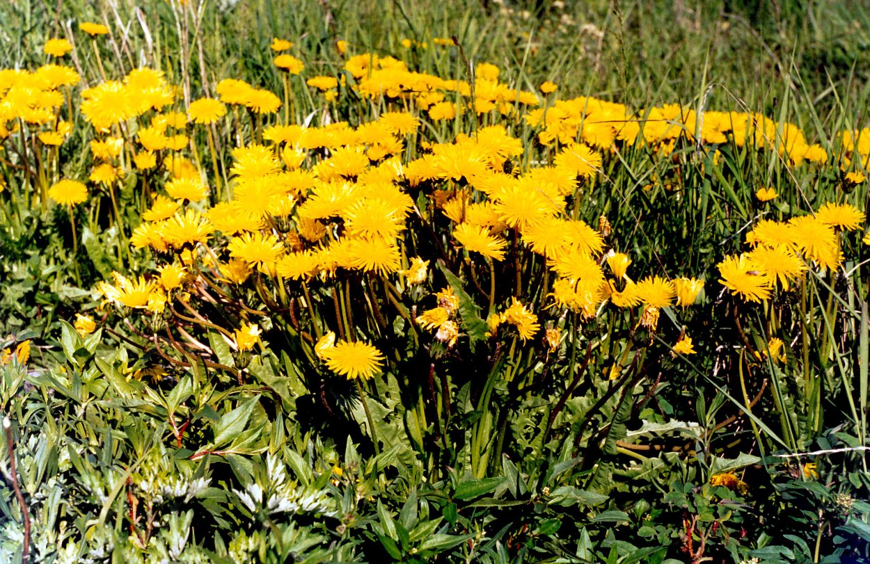 Датура метельчатая белая