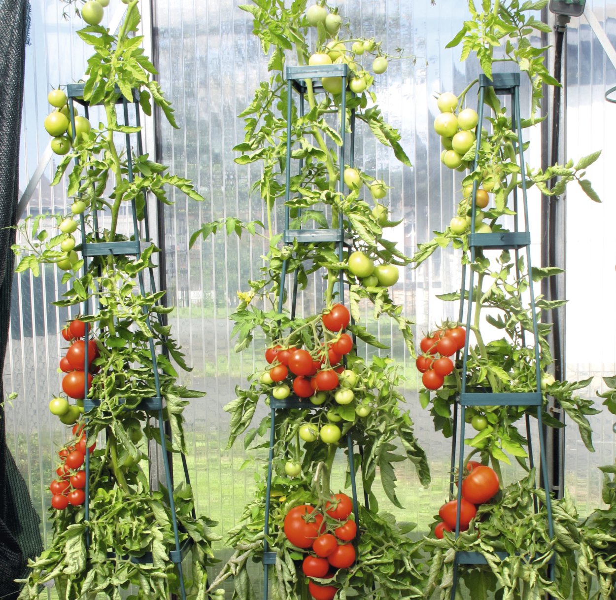 Помидоры черри в теплице