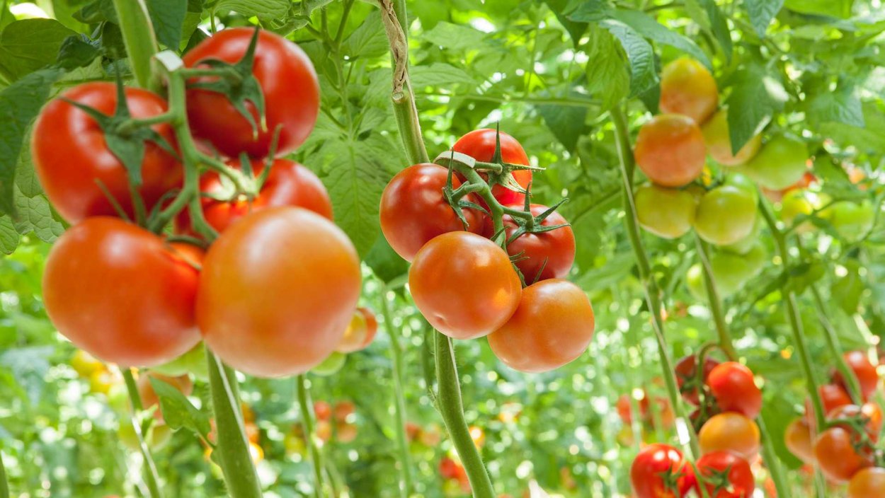 Томат аввал а1