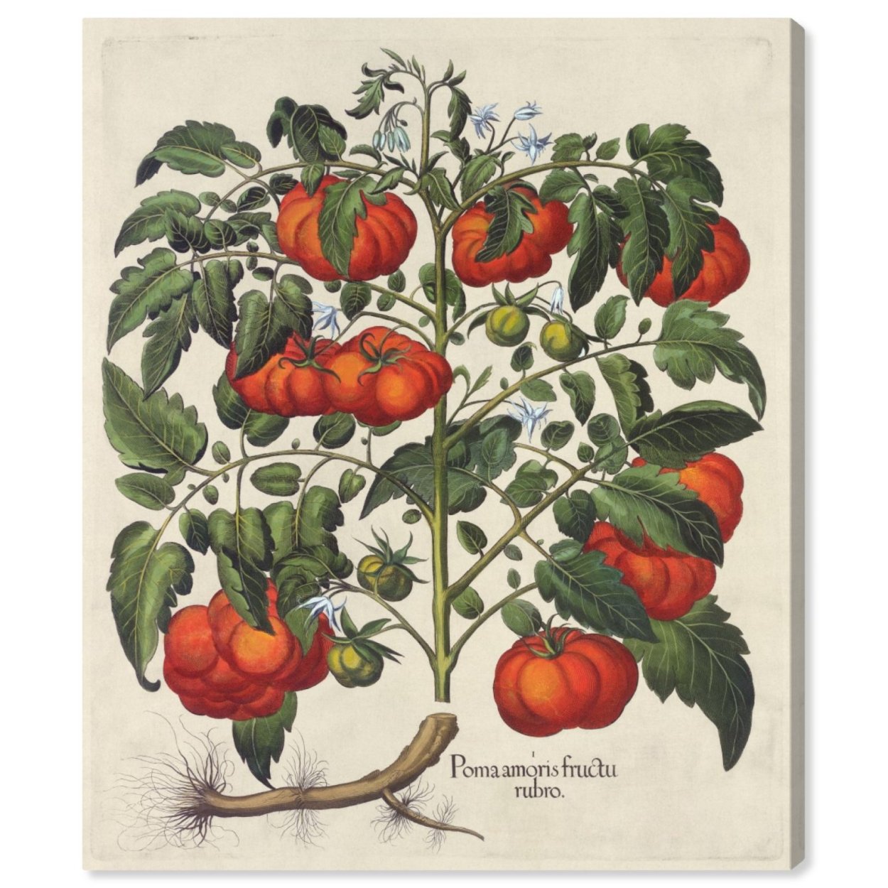 Старинные Ботанические иллюстрации 1640-1900