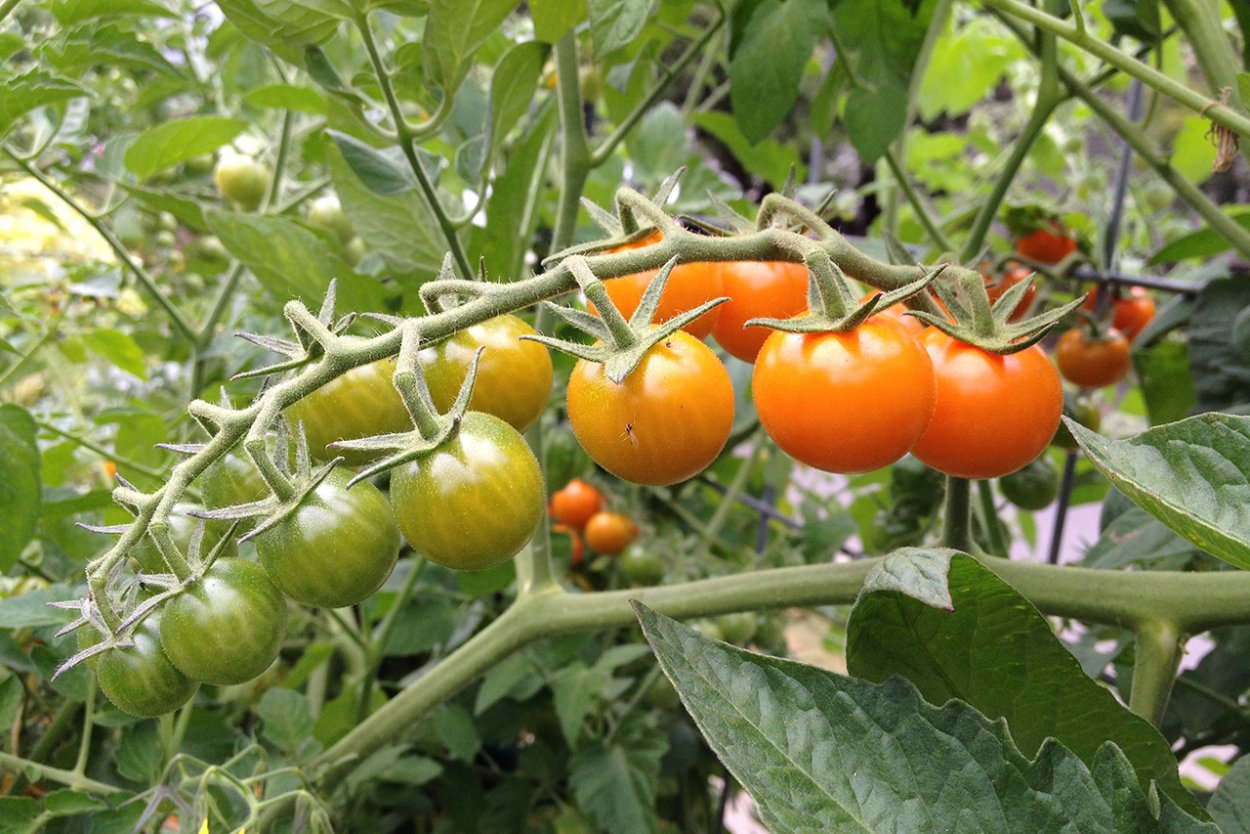 Высокий куст помидор