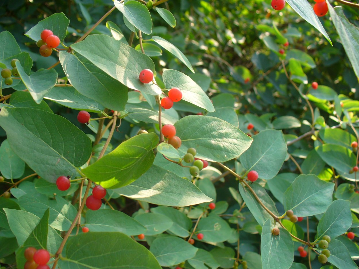 Пираканта оранж Глоу